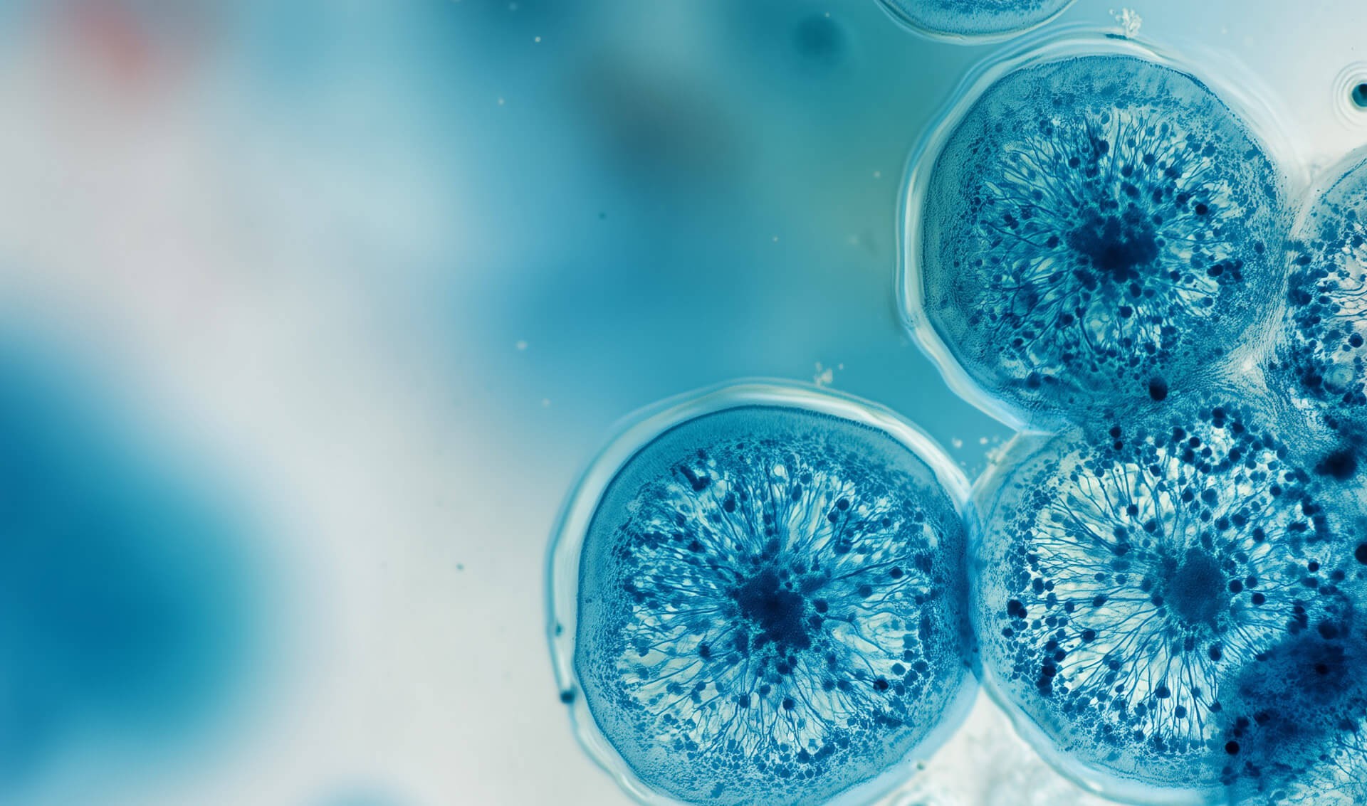 260112_CERTANIA_biotec_AI_MicrobesMicroscope